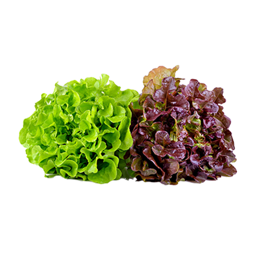 Hydroponic Farming