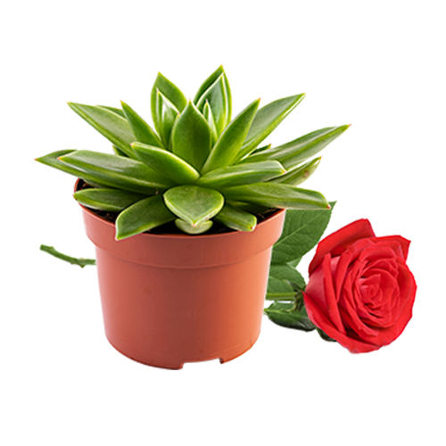 نباتات وأزهار