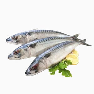 Fresh Fish & Seafood