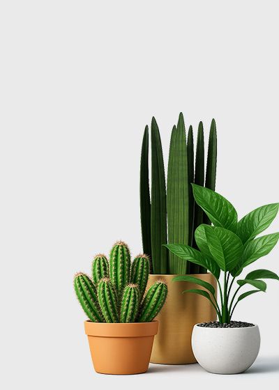 Flowers & Plants