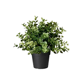 Plants
