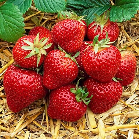 Strawberry Seeds AG0401 High productivity + Agricultural Perlite Box (5 LTR.) by GARDENZ
