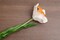 Pan Emirates Real Touch Daffodil 1-Leaf White 11 Inch