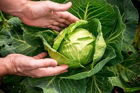 بذور الكرنب AG0239 إنتاجية عالية + صندوق بيرلايت زراعي (5 لتر) من GARDENZ