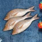 Buy Omani Sherri Fish in Saudi Arabia