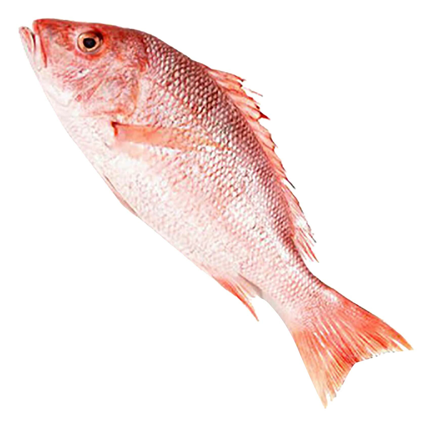 Buy Fresh Red Snapper Fish Small Online Shop Fresh Food on Carrefour UAE