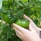 Marmande Tomato Seeds AG0005 Agrimax (صنع في إسبانيا) ، تنمو الثمار حتى 250 جم إلى 300 جم + صندوق البيرلايت الزراعي (5 لتر) من GARDENZ
