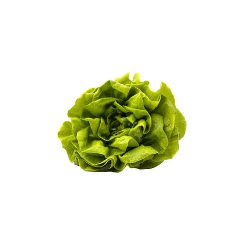 Green Boston Lettuce 1 Piece