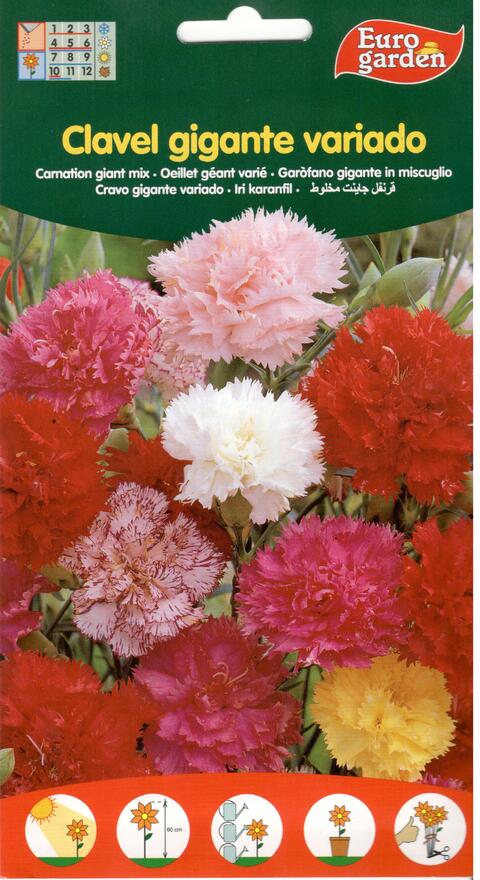 Eurogarden Carnation Giant mix