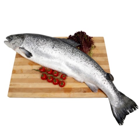 سمك سلمون نرويجي طازج كامل 2/3 كغ