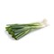 Onion Spring