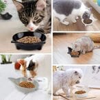 اشتري Generic Double Inclined Platform Double Cat Holder Bowl With Stand With Food Scoop في الامارات