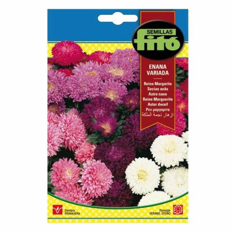 Fito Queen Daisy Dwarf Varied Flower