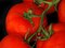بذور طماطم كبيرة دائرية حمراء AG0001 Agrimax (صنع في إسبانيا) ، فواكه تنمو حتى 250 جرام + صندوق البيرلايت الزراعي (5 لتر) من GARDENZ