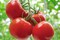 الطماطم المبكر حزمة 7-أمريكا 3 بذور   المرجع. SB 318 الماركة FITO   المنشأ أسبانيا + صندوق البيرلايت الزراعي (5 لتر) من GARDENZ