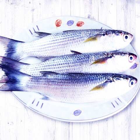 اشتري سمك متوسط في الكويت