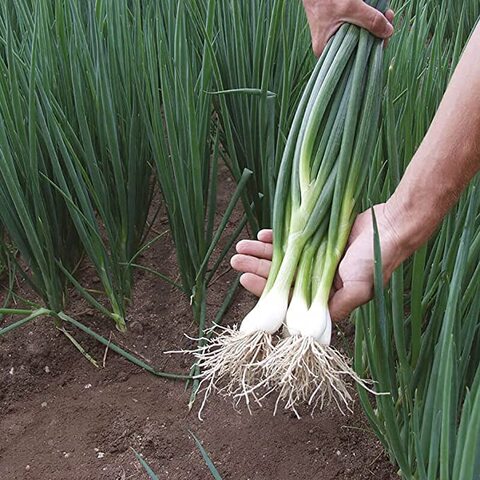 Onion Seeds   Model COD.BSOCIP007 Brand HORTUS   Origin Italy + Agricultural Perlite Box (5 LTR.) by GARDENZ