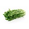 Chicory