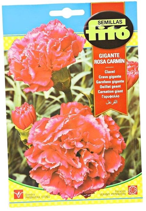 Fito Carnation Giant Carmine-639