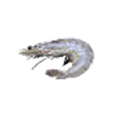 مأكولات بحرية