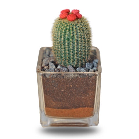 Enable Cactus in Clear Square Glass Pot 6X10cm