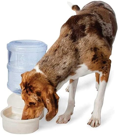 2.5 gallon dog outlet waterer