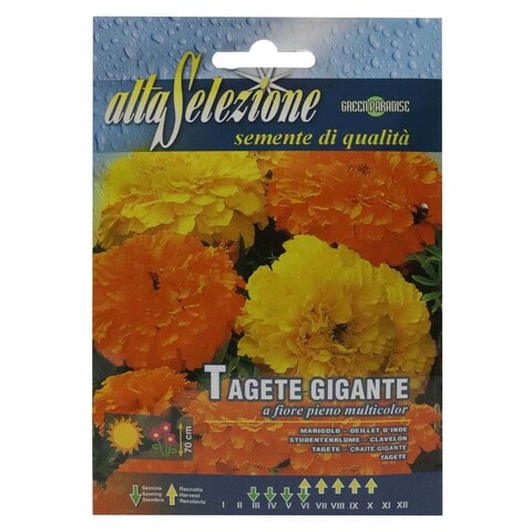 Alta Selezione Giant Marigold Flower Seeds Multicolour