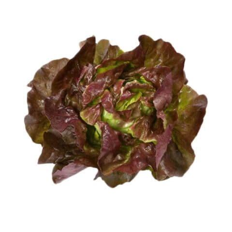 Red Baby Batavia Lettuce 125g price in UAE | Carrefour UAE ...