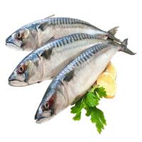 Fresh Big-Eye Mackerel