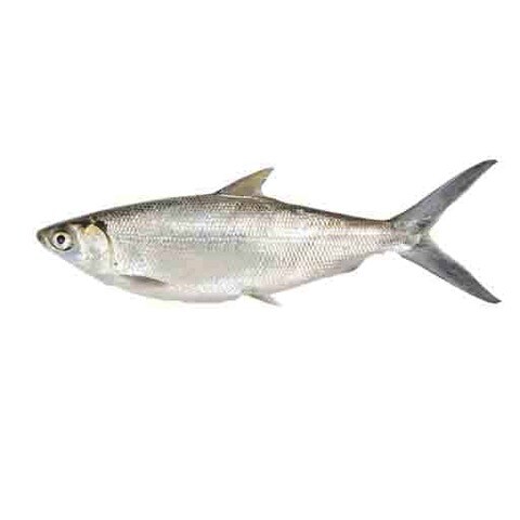 Buy KA MILK FISH 1KG in Kuwait