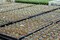 GARDENZ&reg; Vermiculite Soil Conditioner - Far superior for water retention then Perlite   15 Liters