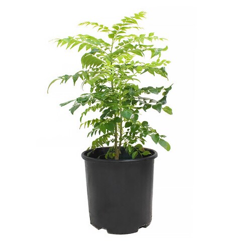 Buy Kari Patta Plant With Pot And Soil Green Black Online Shop