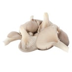 Buy Grey Oyster Mushroom in UAE