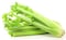 Celery Stick Kg