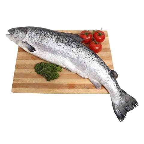 اشتري سمك السلمون النرويجي الطازج 2-3 كج في السعودية