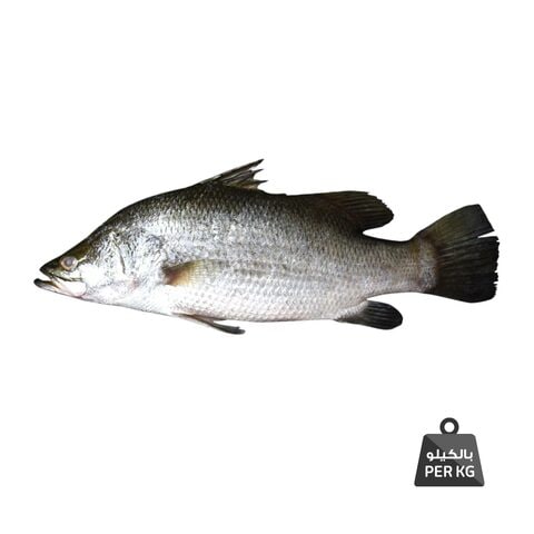 نقاوة سمك قاروص 400 - 800 جرام