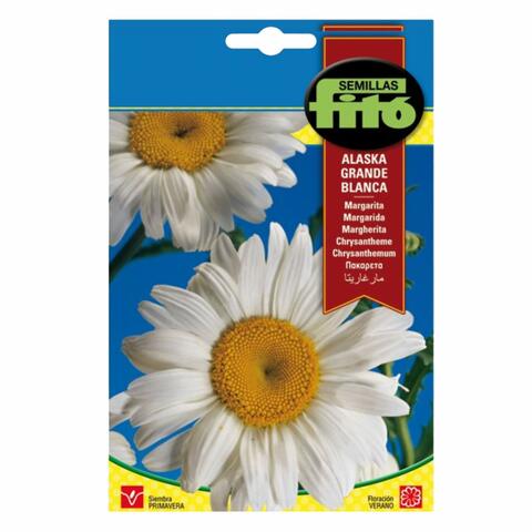 Fito Seeds Large White Alaskan Daisy