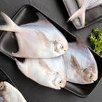 Buy Pomfret Fish Gezan in Saudi Arabia