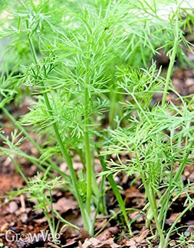 Dill Seeds   Model COD.BSAANE001 Brand HORTUS   Origin Italy + Agricultural Perlite Box (5 LTR.) by GARDENZ