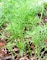Dill Seeds   Model COD.BSAANE001 Brand HORTUS   Origin Italy + Agricultural Perlite Box (5 LTR.) by GARDENZ