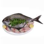 اشتري سمك البومفريت الأسود الطازج في السعودية