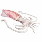 Buy Squid - Big Sized - 2Kg /Piece in Egypt