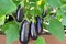 بذور الباذنجان الأسود AG0094 Agrimax (صنع في أسبانيا) + صندوق البيرلايت الزراعي (5 لتر) من GARDENZ