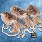 Buy White Cuttlefish in Saudi Arabia