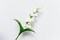 Pan Emirates Gladiolus Flower, White - H88cm