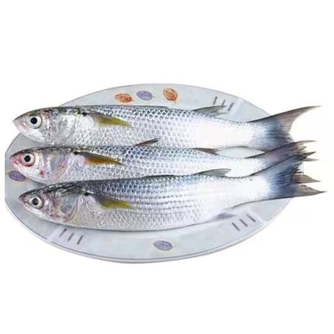 GREY MULLET FISH SMALL EGYPT KG