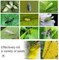 Doreen Yellow Sticky Fly Traps, Womdee Fly Paper Stickers, Sticky Fly Catchers Dual-Side for Plant Insect Like Aphids, Fungus Gnats, Leaf Miners, White Flies, etc (5x8 Inches, Twist Ties Included)