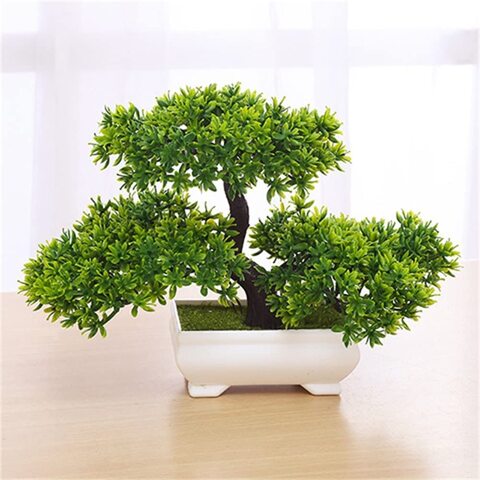 Table deals tree plant