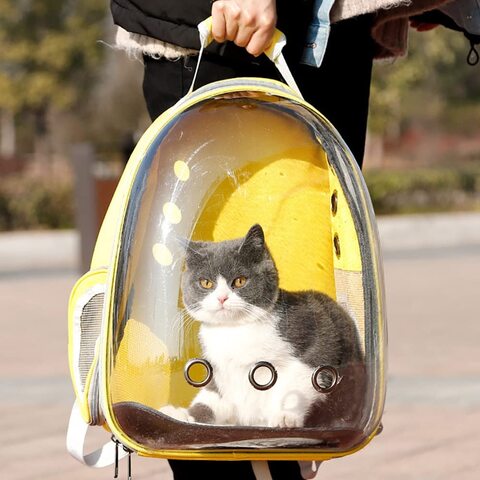 Transparent backpack for outlet cats