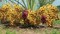 Gardenz Agriculture Fertilizer Top Deal 100% Seaweed Fertilizer For Agriculture &amp; Hydroponic Farming 100 Gm, Dilute 3000 Times سماد الطحالب العضوي+ Water Sprayer Bottle Freebie